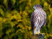 Sharp Looking Raptor
