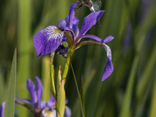 Blue Flag Iris
