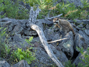 Searching for an evening meal.