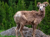 Bighorn Sheep In Banff