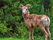 Bighorn Sheep In Banff