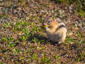 Squirrel Eating A Dandelion 