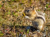 Squirrel Eating A Dandelion