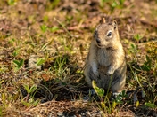 Squirrel Standing Up 