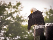 Eagle in the Rain
