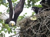 Fly by and delivering the duck