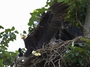 Fly by and delivering the duck