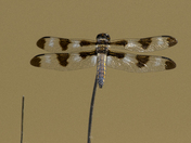 Eight Spotted  Skimmer