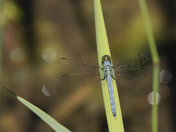 Blue Dasher Dragonfly