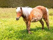 Of Course its a Horse