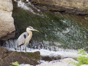 Heron watching for fish