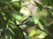 American Redstart Immature Male