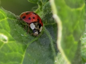 I'm not a ladybug!