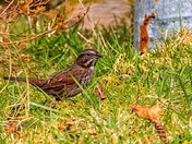 Spring Sparrow