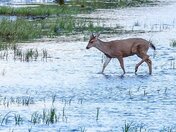 A Buck for your Thoughts