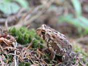 American Toad