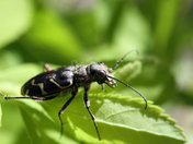 Oblique-lined Tiger Beetle