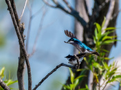 Tree swallow
