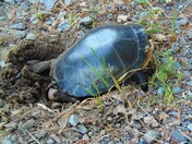 The Miracle of Birth