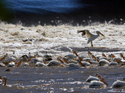 Catfish Amongst the Pelicans