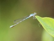 Female Damselfly with eggs