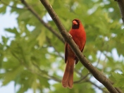 Northern Cardinal