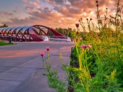 Flowers Blooming By The Peace Bridge