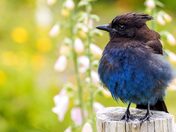 Some Growing Up to Do