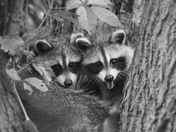 Racoons Pose B&W