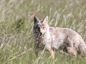 Beautiful Coyote