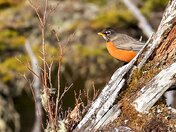 Bright-eyed but not Bushy-tailed