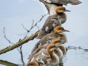 Common Merganser Family