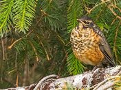 Waiting for His Colours