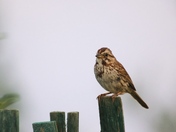 Song Sparrow Standout