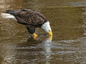 A River Runs Through It