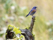 Mountain Blue Bird