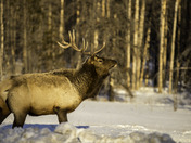 Freezing Elk