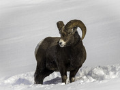 Angry Bighorn