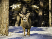 Mule Deer in the Snow