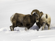 Pushing Out of the Way