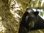 Bear in a Tree