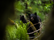 Mother Bear Leads the Way