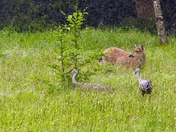 Can We All Just Get Along