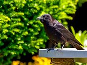 Something to Crow About