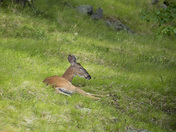A Deer's Siesta