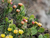Canadian Cactus