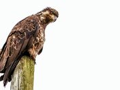 Casting an Impressive Image