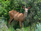 Mule Deer Buck