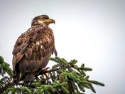 The Top of the Family Tree