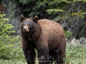 Cinnamon Black Bear 